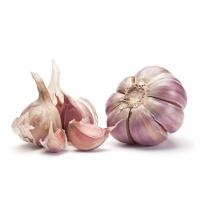 garlic_austrlian