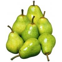 pear-dutchess